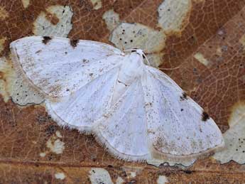 Lomographa bimaculata F. adulte - Lionel Taurand