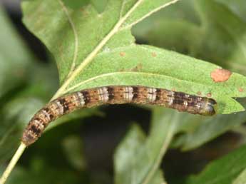  Chenille de Lomographa bimaculata F. - ©Philippe Mothiron