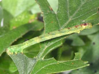  Chenille de Lomographa bimaculata F. - Philippe Mothiron