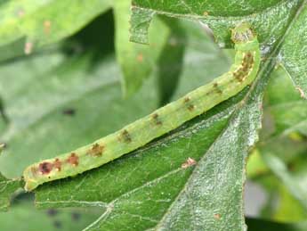  Chenille de Lomographa bimaculata F. - Philippe Mothiron