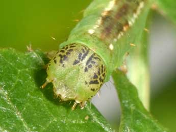  Chenille de Lomographa bimaculata F. - ©Philippe Mothiron