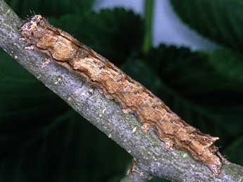  Chenille de Meganephria bimaculosa L. - ©Helmut Deutsch