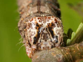  Chenille de Meganephria bimaculosa L. - ©Wolfgang Wagner, www.pyrgus.de