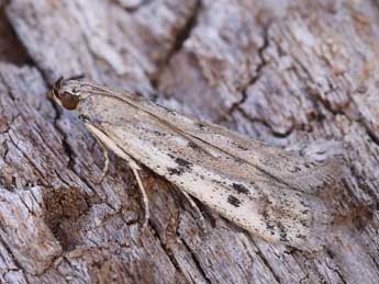 Phycitodes binaevella Hb. adulte - Lionel Taurand