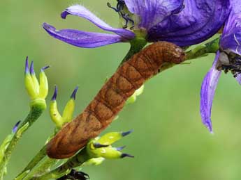  Chenille de Papestra biren Gze - ©Lionel Taurand