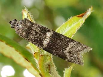 Apomyelois bistriatella Hulst adulte - Friedmar Graf