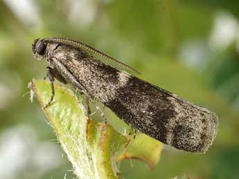 Apomyelois bistriatella Hulst adulte - Friedmar Graf