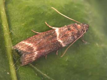 Cryptoblabes bistriga Hw. adulte - Philippe Mothiron