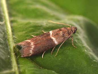 Cryptoblabes bistriga Hw. adulte - Philippe Mothiron