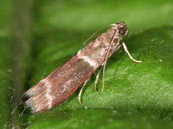 Cryptoblabes bistriga Hw. adulte - ©Philippe Mothiron