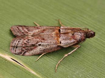 Acrobasis bithynella Z. adulte - ©Lionel Taurand