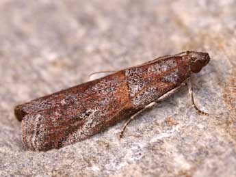 Acrobasis bithynella Z. adulte - ©Lionel Taurand