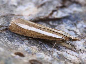 Catoptria bolivari Agjo adulte - ©Lionel Taurand