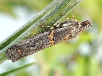 Pempelia brephiella Stgr adulte - ©Friedmar Graf