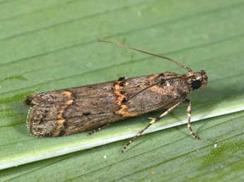 Pempelia brephiella Stgr adulte - Philippe Mothiron