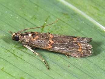 Pempelia brephiella Stgr adulte - Philippe Mothiron