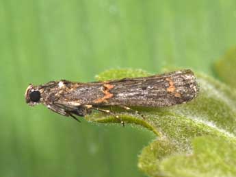 Pempelia brephiella Stgr adulte - ©Philippe Mothiron