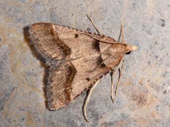 Stemmatophora brunnealis Tr. adulte - Philippe Mothiron