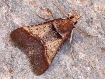 Stemmatophora brunnealis Tr. adulte - ©Lionel Taurand