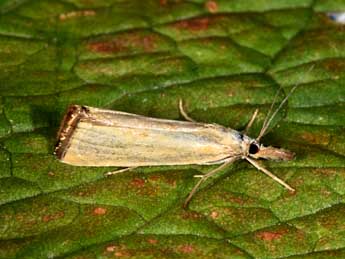 Xanthocrambus caducellus Mll.-Rtz adulte - ©Philippe Mothiron