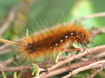  Chenille de Arctia caja L. - ©Philippe Mothiron