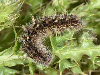  Chenille de Vanessa cardui L. - Philippe Mothiron