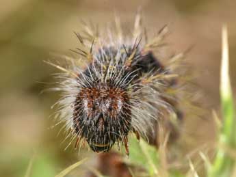  Chenille de Vanessa cardui L. - ©Philippe Mothiron