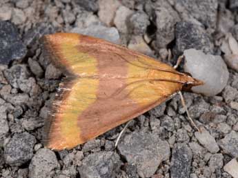 Pyrausta castalis Tr. adulte - Philippe Mothiron