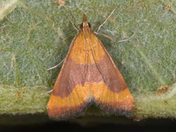 Pyrausta castalis Tr. adulte - Philippe Mothiron