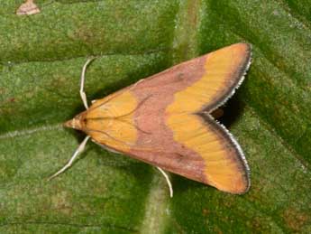 Pyrausta castalis Tr. adulte - Philippe Mothiron