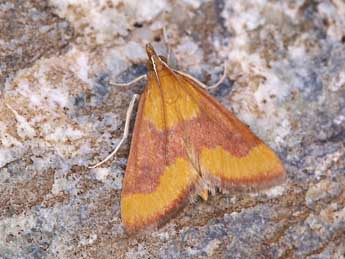 Pyrausta castalis Tr. adulte - ©Lionel Taurand