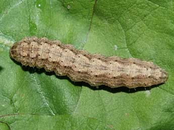  Chenille de Agrotis catalaunensis Mill. - ©Helmut Deutsch