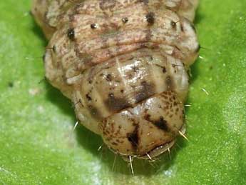  Chenille de Agrotis catalaunensis Mill. - ©Helmut Deutsch