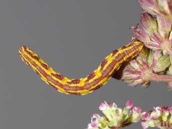  Chenille de Eupithecia centaureata D. & S. - ©Jean-Pierre Favretto