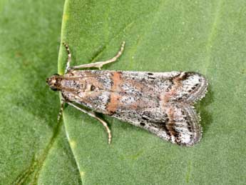 Acrobasis centunculella Mann adulte - ©Philippe Mothiron