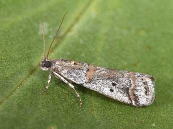 Acrobasis centunculella Mann adulte - ©Philippe Mothiron