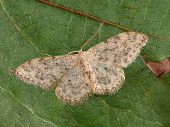 Idaea cervantaria Mill. adulte - ©Philippe Mothiron