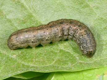  Chenille de Agrotis cinerea D. & S. - ©Philippe Mothiron