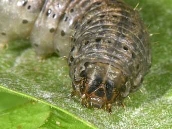  Chenille de Agrotis cinerea D. & S. - ©Philippe Mothiron