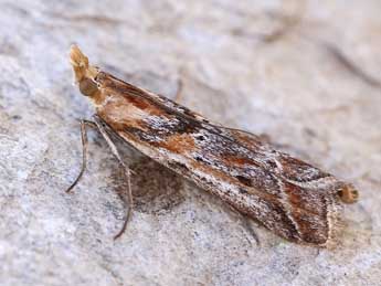 Ancylosis cinnamomella Dup. adulte - Lionel Taurand