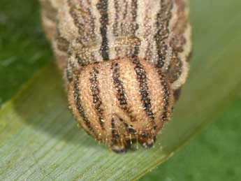  Chenille de Brintesia circe F. - ©Philippe Mothiron