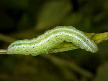  Chenille de Thysanoplusia circumscripta Fr. - Wolfgang Wagner, www.pyrgus.de