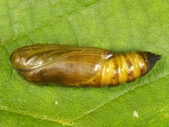  Chrysalide de Thysanoplusia circumscripta Fr. - ©Wolfgang Wagner, www.pyrgus.de