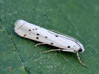 Myelois circumvoluta Frc. adulte - ©Lionel Taurand