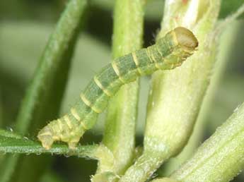  Chenille de Chiasmia clathrata L. - ©Philippe Mothiron