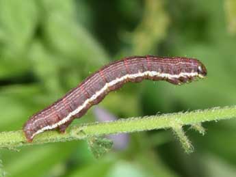  Chenille de Chiasmia clathrata L. - Philippe Mothiron