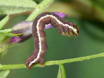  Chenille de Chiasmia clathrata L. - ©Philippe Mothiron