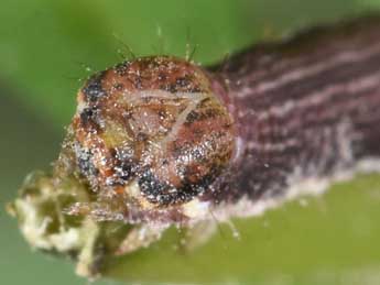  Chenille de Chiasmia clathrata L. - Philippe Mothiron