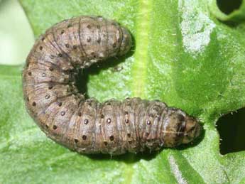  Chenille de Agrotis clavis Hfn. - Eric Sylvestre