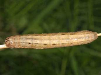  Chenille de Leucania comma L. - ©Wolfgang Wagner, www.pyrgus.de